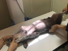 -瑞派福兴宠物医院犬猫全科·骨科·中西医结合(河东店)