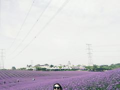 -紫颐香薰山谷景区