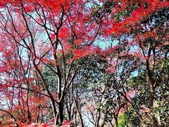 -秋霞圃
