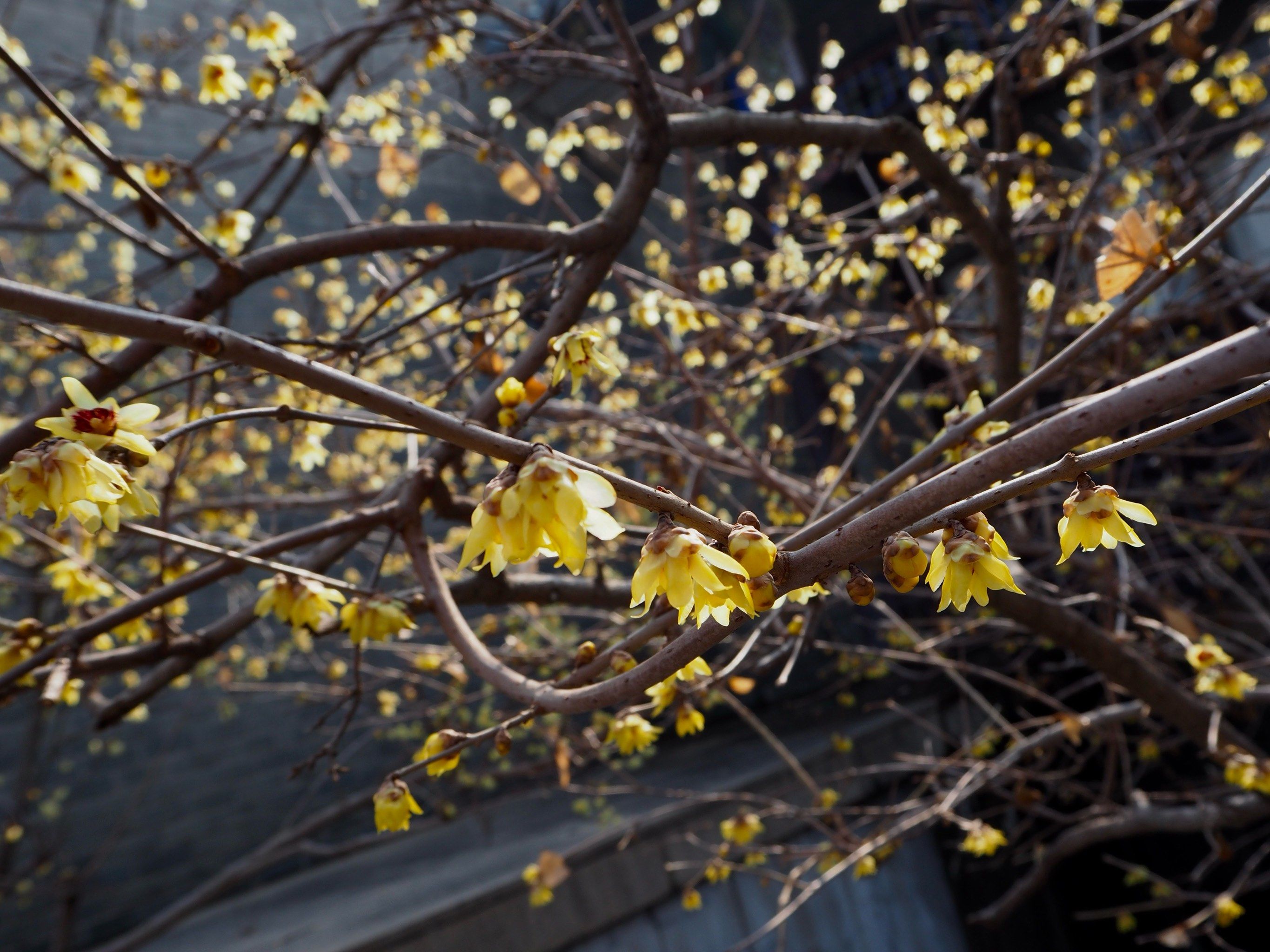 西花厅的海棠花还在开吗?