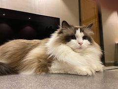 -猫大福·Fortune Cat猫舍(百子湾店)