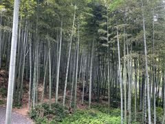 -东明山森林公园