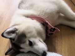 -Husky Go! 哈士奇体验馆·宠物咖啡厅狗咖