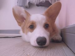 -浣熊柯尔鸭土拨鼠·电玩咖