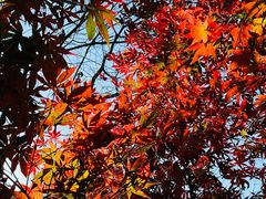 -杭州半山国家森林公园