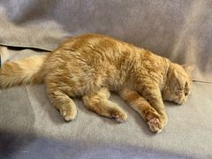 -猫和宫(六道口店)