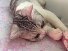 -Bastet sally猫舍购宠(静安店)