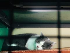 -猫咪博物馆(顶澳仔猫街店)