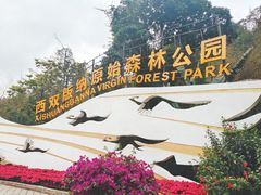 -西双版纳原始森林公园