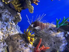 -贝林大翅鲸简餐厅(国家海洋博物馆店)