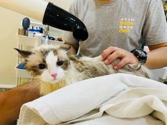 -momokira米努特·德文卷毛猫·棉花面纱犬