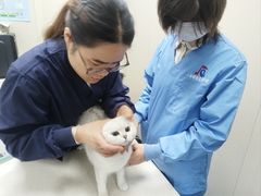 -顺强宠物诊所·狂犬免疫·夜诊·骨科(嘉定店)