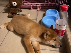 -柴犬高等学院·狗咖·柴犬售卖·宠物训练