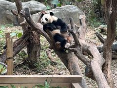 -广州长隆野生动物世界