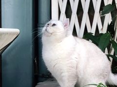 -喵屿·大理花园猫咖