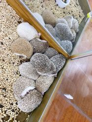 -未来动物城主题公园(正弘城店)