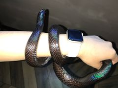 -抱暴龙爬宠·异宠·撸宠撸爬主题馆(大学路店)