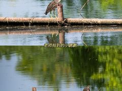 -洋湖国家湿地公园