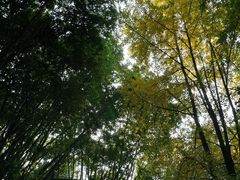 -望江楼公园
