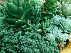 -崇圣寺三塔文化旅游区