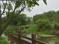 -桤木河湿地公园