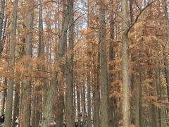-东湖落雁景区