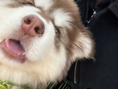 -Let's go狗咖·猫咖·奶狗·桌游(春熙路IFS店)