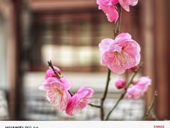 -秋霞圃