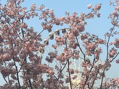 -顾村公园