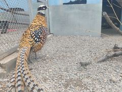 -青藏高原野生动物园