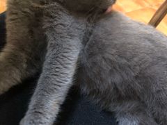 -more than meow吴止猫主题餐厅(承德 中船汇店)