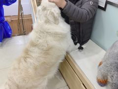 -宠福鑫康馨动物医院·骨科·眼科