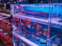 -宝鸡东道花鸟鱼虫市场(吉利花园商场店)