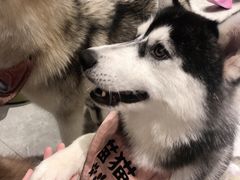 -Husky Go! 哈士奇体验馆·宠物咖啡厅狗咖