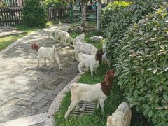 -洪湖家庭农场·团建·露营·会议