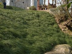 -重庆彩云湖湿地公园