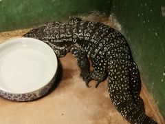 -上海大自然野生昆虫馆(东方明珠·爬宠昆虫探索中心)