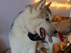 -Husky Go! 哈士奇体验馆·宠物咖啡厅狗咖