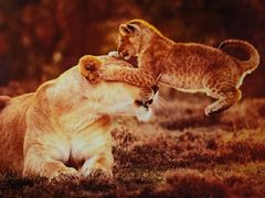 -罗红摄影艺术馆