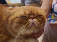 -平行世界·猫咖(首经贸店)