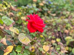 -回龙观体育文化公园