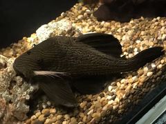 -暹罗海洋世界