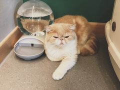 -飞行喵MR PILOT|猫舍·猫咖(静安大融城店)