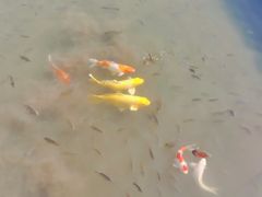-珠海圆明新园