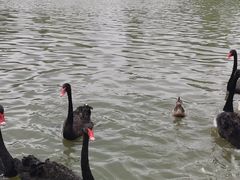 -溱湖国家湿地公园