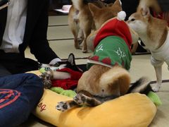 -逗柴咖啡屋·狗咖猫咖宠物桌游