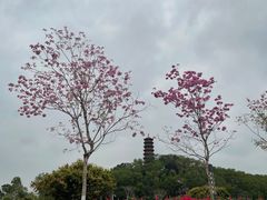 -红花山公园