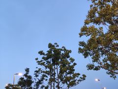 -LELECHA乐乐茶(新街口大洋店)