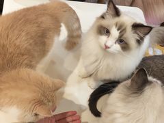 -滚猫咖啡·猫咖·猫友好撸猫(未来城店)