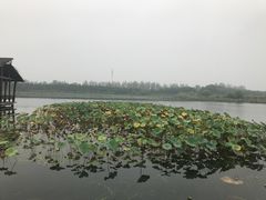 -溱湖国家湿地公园